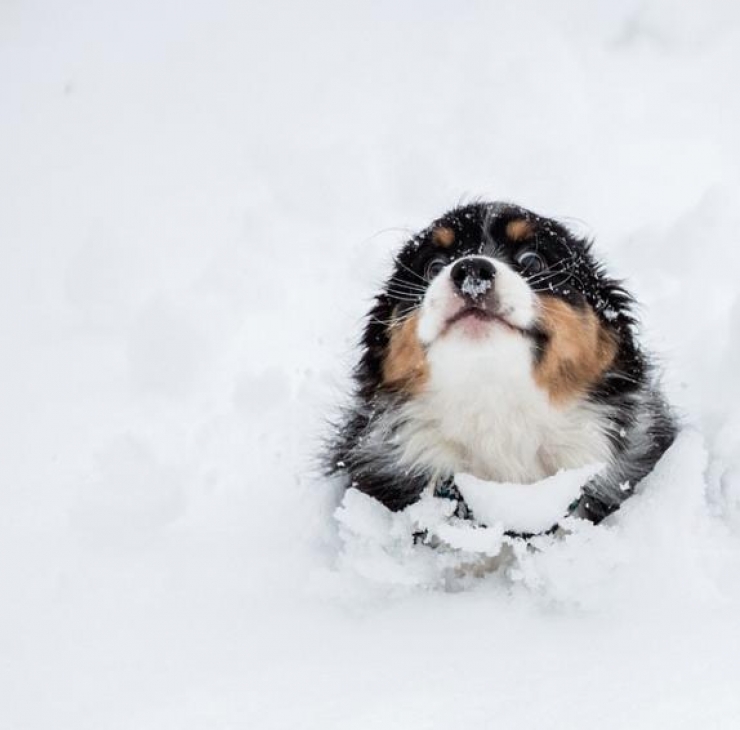 Illustration de l'article : Adorable! D&eacute;couvrez ces 15 chiots qui voient de la neige pour la premi&egrave;re fois!