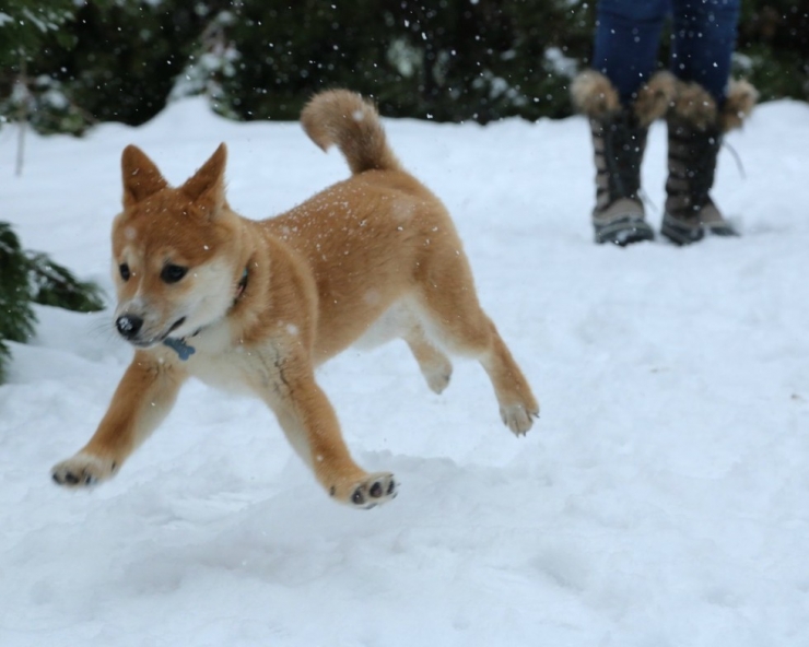 Illustration de l'article : Adorable! D&eacute;couvrez ces 15 chiots qui voient de la neige pour la premi&egrave;re fois!
