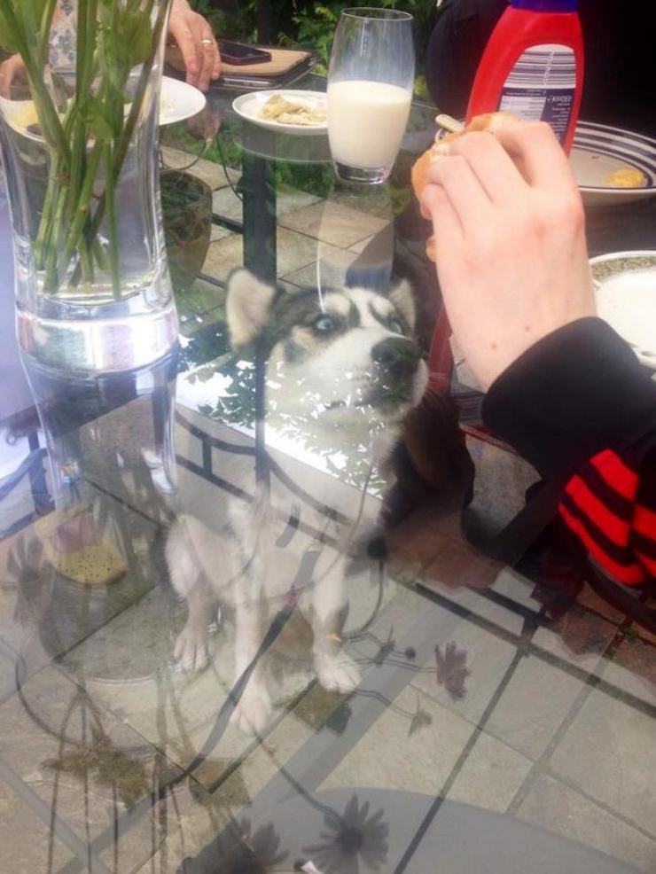 Illustration de l'article : 24 animaux qui souhaiteraient qu'on ne s'occupe que d'eux !