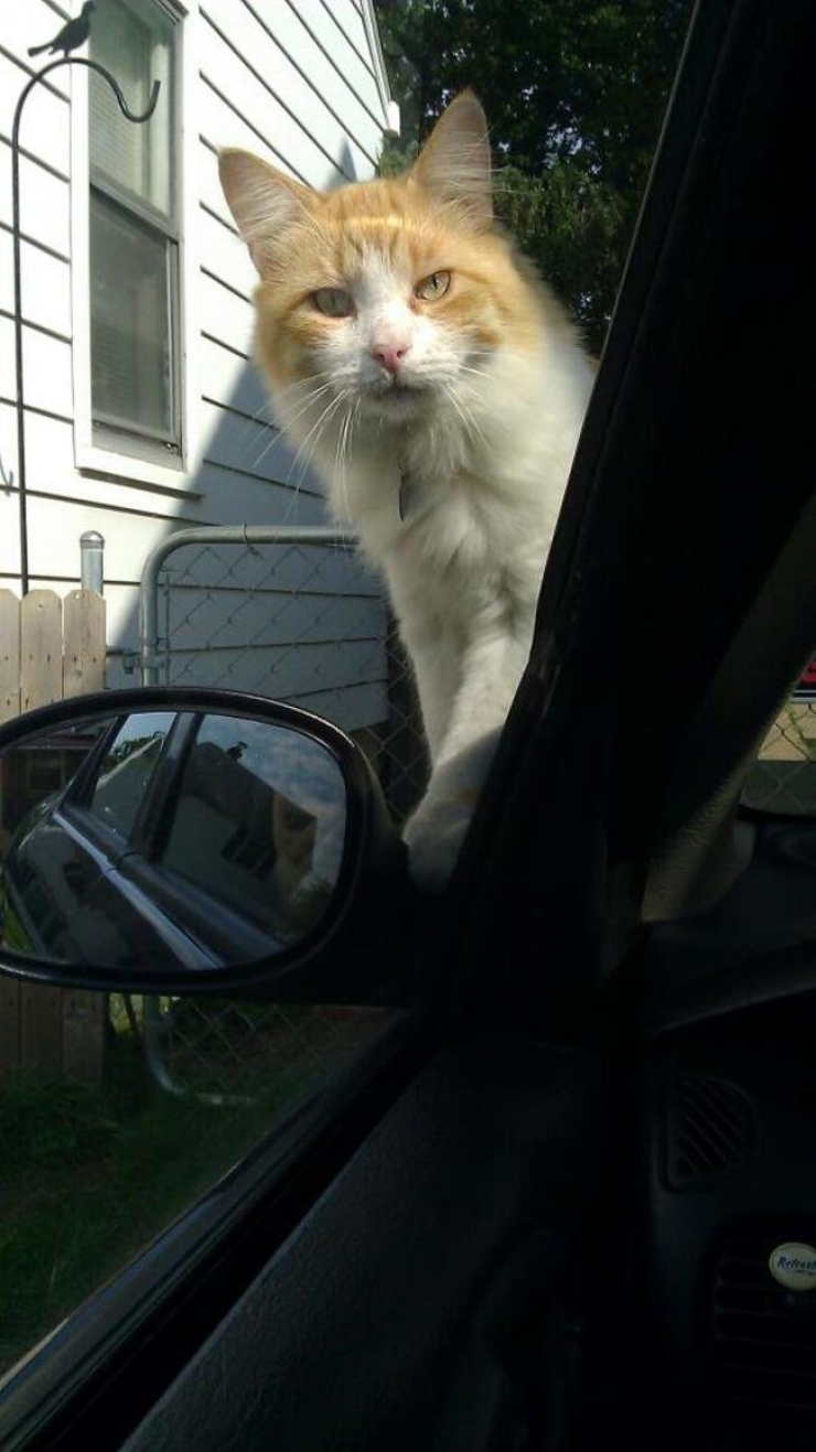 Illustration de l'article : 24 animaux qui souhaiteraient qu'on ne s'occupe que d'eux !