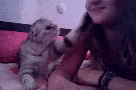 Illustration de l'article : 24 animaux qui souhaiteraient qu'on ne s'occupe que d'eux !