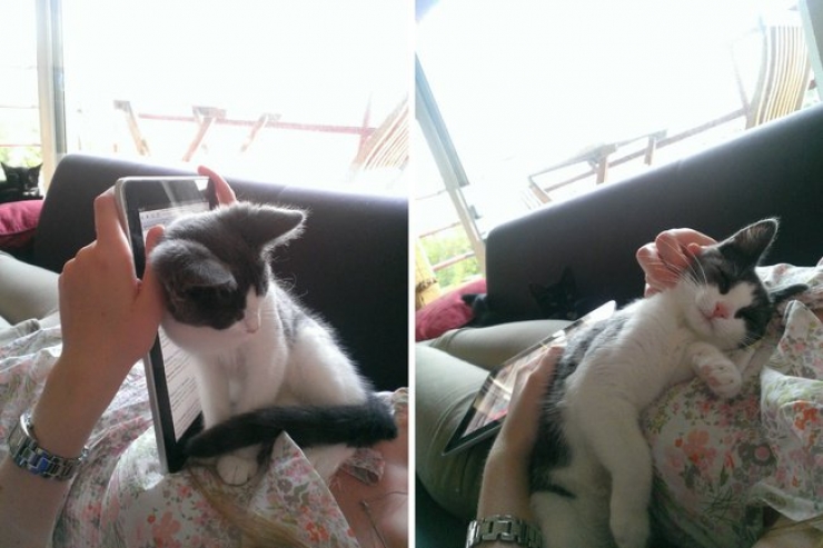 Illustration de l'article : 24 animaux qui souhaiteraient qu'on ne s'occupe que d'eux !