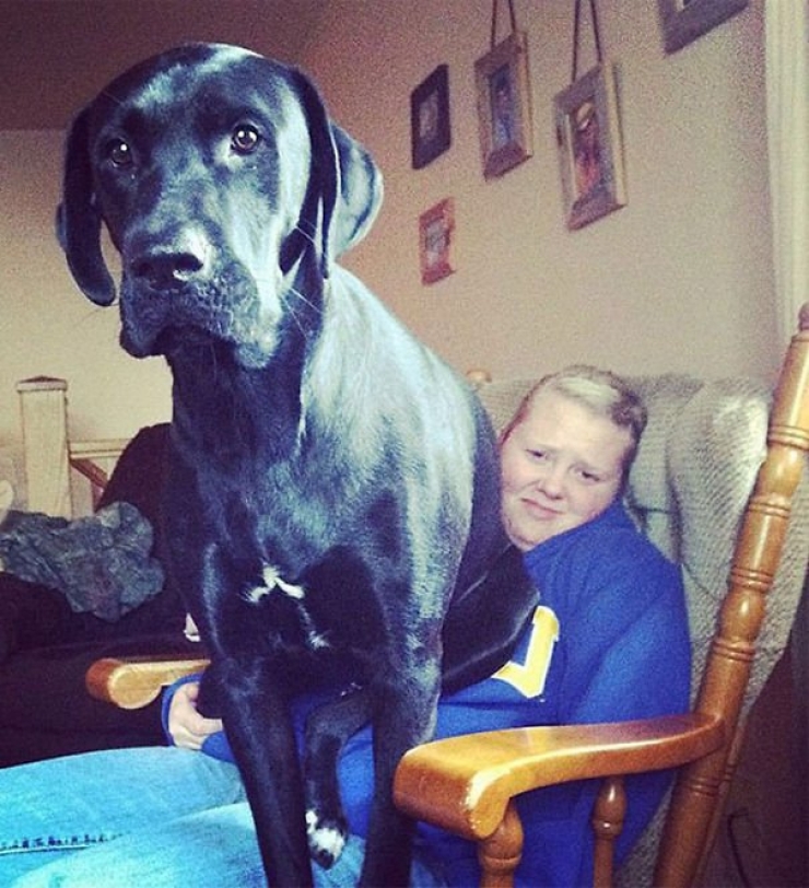 Illustration de l'article : 10 chiens plut&ocirc;t...IMPOSANTS !