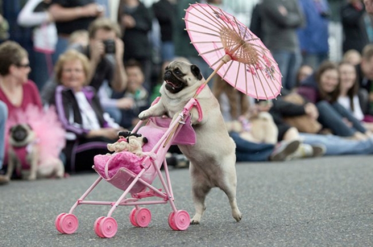 Illustration de l'article : Ces 20 chiens se d&eacute;brouillent tr&egrave;s bien tout seuls