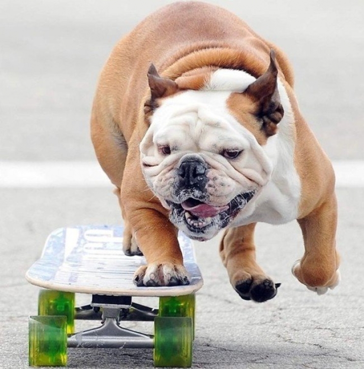 Illustration de l'article : Ces 20 chiens se d&eacute;brouillent tr&egrave;s bien tout seuls