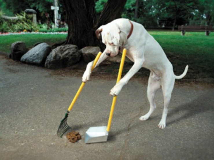 Illustration de l'article : Ces 20 chiens se d&eacute;brouillent tr&egrave;s bien tout seuls