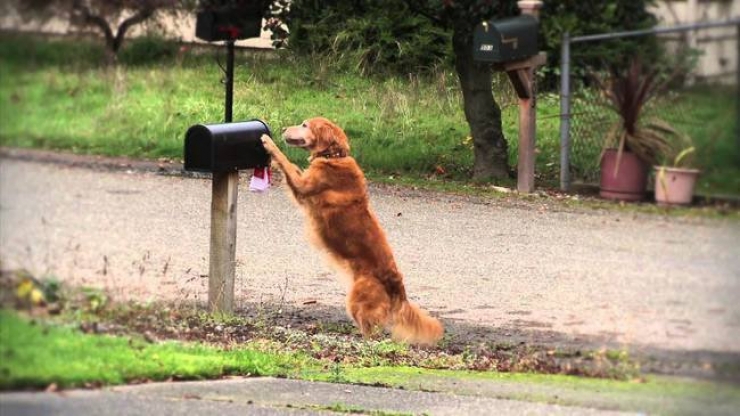 Illustration de l'article : Ces 20 chiens se d&eacute;brouillent tr&egrave;s bien tout seuls