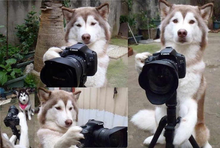 Illustration de l'article : Ces 20 chiens se d&eacute;brouillent tr&egrave;s bien tout seuls