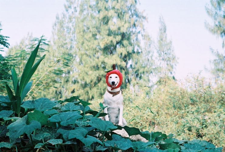 Illustration de l'article : 12 photos de Gluta, la chienne gu&eacute;rie d'une tumeur et qui croque la vie &agrave; pleins crocs