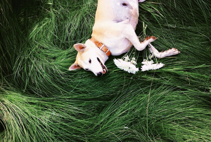 Illustration de l'article : 12 photos de Gluta, la chienne gu&eacute;rie d'une tumeur et qui croque la vie &agrave; pleins crocs