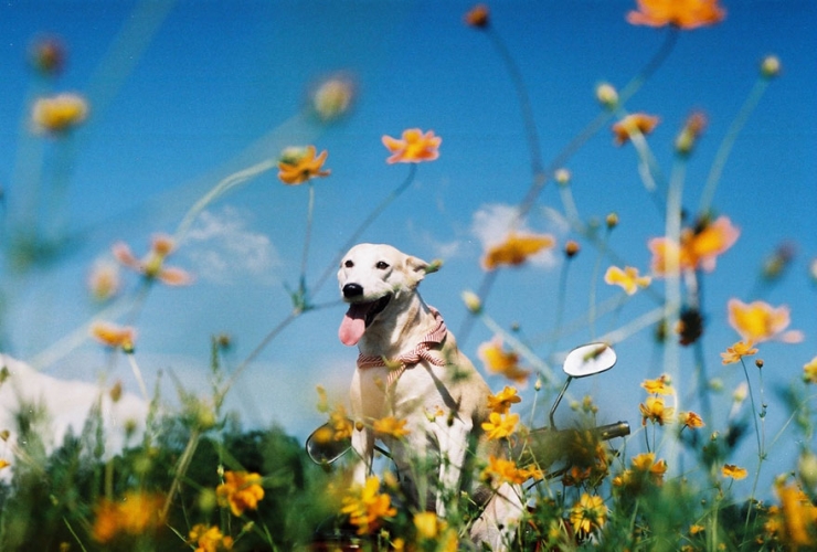 Illustration de l'article : 12 photos de Gluta, la chienne gu&eacute;rie d'une tumeur et qui croque la vie &agrave; pleins crocs
