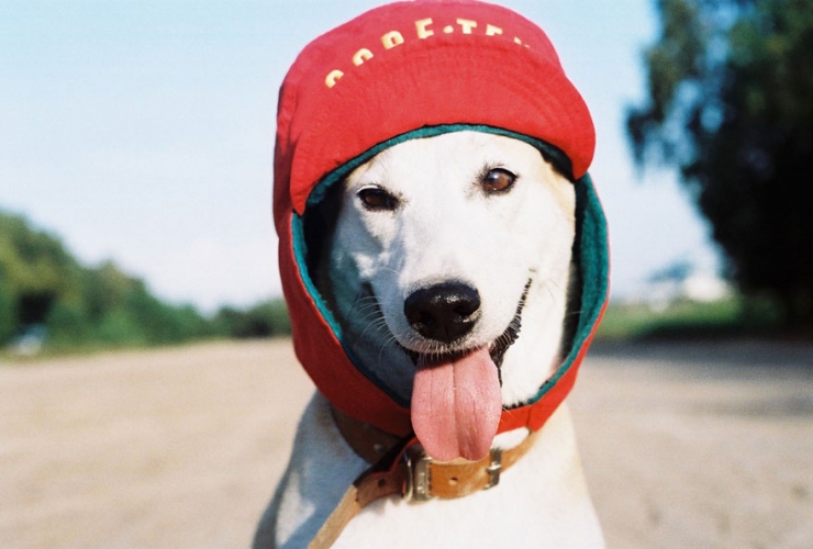 Illustration de l'article : 12 photos de Gluta, la chienne gu&eacute;rie d'une tumeur et qui croque la vie &agrave; pleins crocs