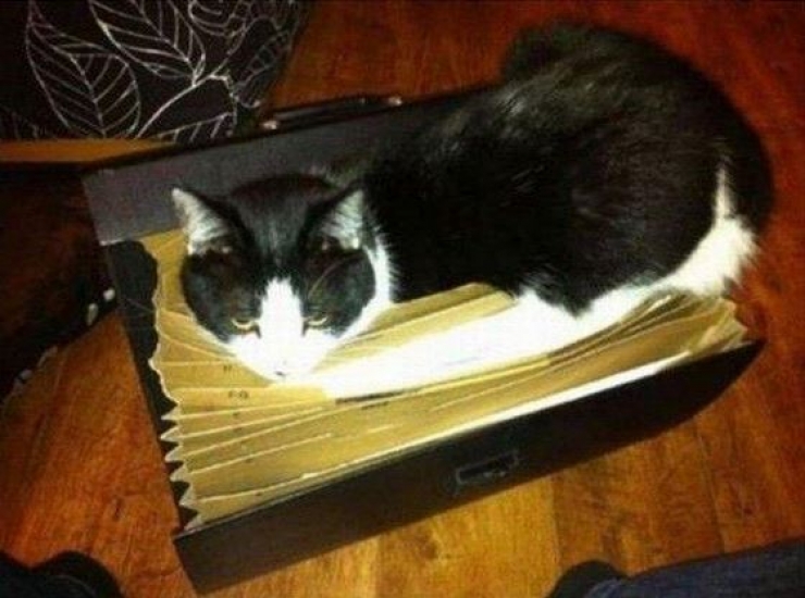 Illustration de l'article : Dans la s&eacute;rie "les chats s'assoient l&agrave; o&ugrave; bon leur semble", voici 13 nouvelles photos