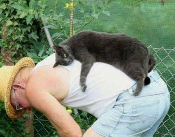 Illustration de l'article : Dans la s&eacute;rie "les chats s'assoient l&agrave; o&ugrave; bon leur semble", voici 13 nouvelles photos