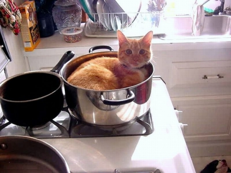 Illustration de l'article : Dans la s&eacute;rie "les chats s'assoient l&agrave; o&ugrave; bon leur semble", voici 13 nouvelles photos