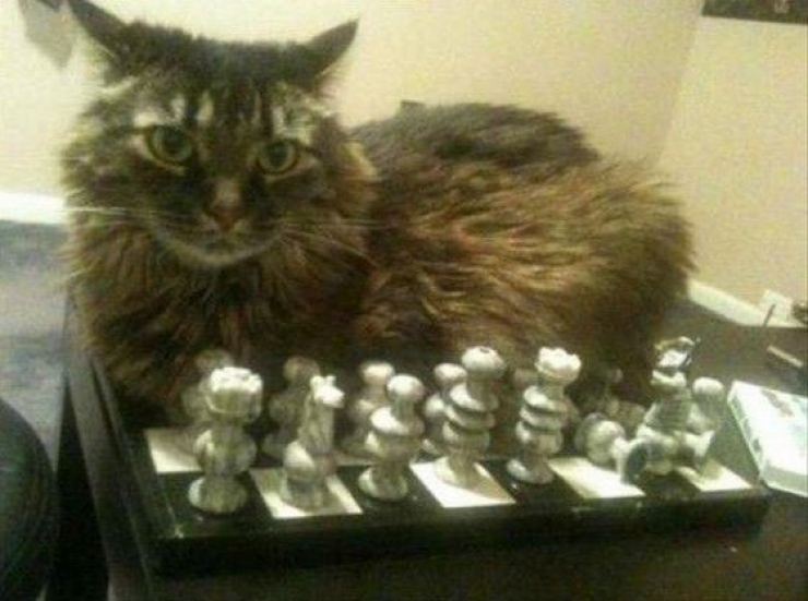 Illustration de l'article : Dans la s&eacute;rie "les chats s'assoient l&agrave; o&ugrave; bon leur semble", voici 13 nouvelles photos