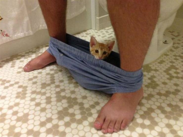 Illustration de l'article : Dans la s&eacute;rie "les chats s'assoient l&agrave; o&ugrave; bon leur semble", voici 13 nouvelles photos