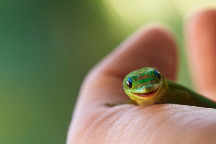 Illustration de l'article : Top 13 des reptiles les plus mignons et impressionnants du moment!