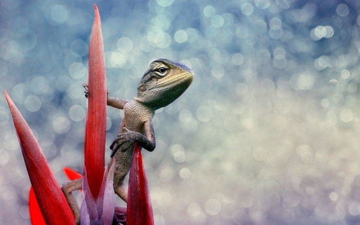 Illustration de l'article : Top 13 des reptiles les plus mignons et impressionnants du moment!
