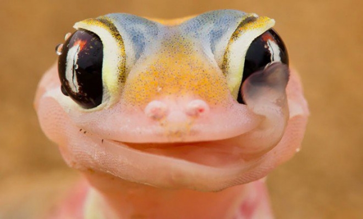 Illustration de l'article : Top 13 des reptiles les plus mignons et impressionnants du moment!