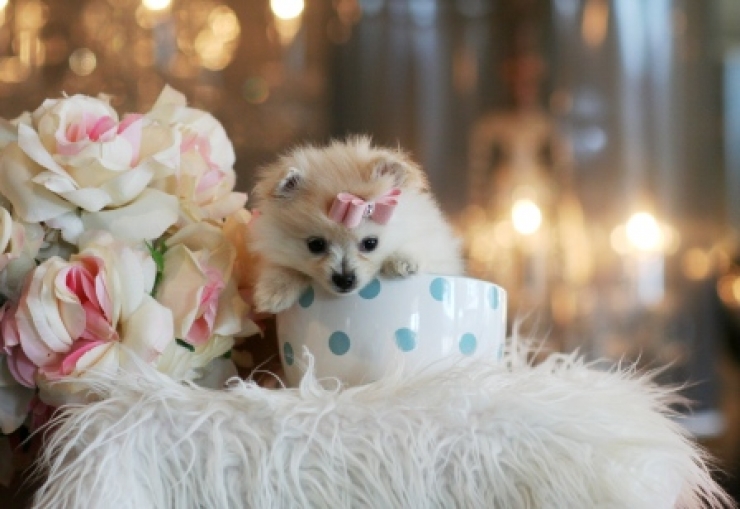 Illustration de l'article : Cute: Ces 30 chiens sont si petits qu'ils peuvent se cacher facilement dans des tasses!