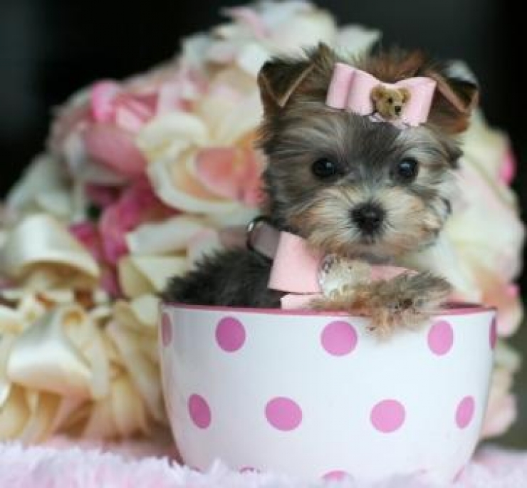 Illustration de l'article : Cute: Ces 30 chiens sont si petits qu'ils peuvent se cacher facilement dans des tasses!