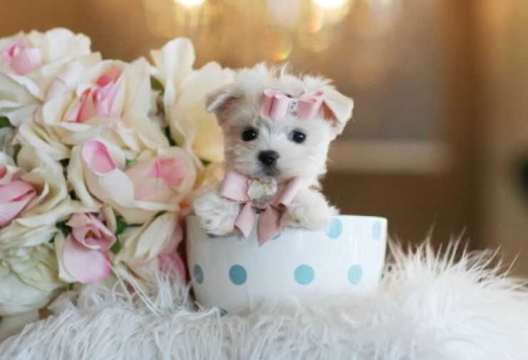 Illustration de l'article : Cute: Ces 30 chiens sont si petits qu'ils peuvent se cacher facilement dans des tasses!