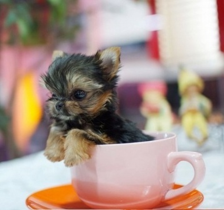 Illustration de l'article : Cute: Ces 30 chiens sont si petits qu'ils peuvent se cacher facilement dans des tasses!