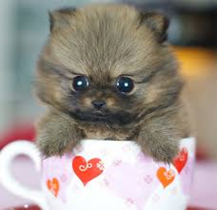 Illustration de l'article : Cute: Ces 30 chiens sont si petits qu'ils peuvent se cacher facilement dans des tasses!