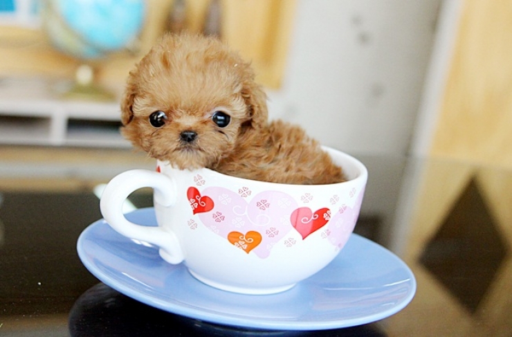 Illustration de l'article : Cute: Ces 30 chiens sont si petits qu'ils peuvent se cacher facilement dans des tasses!