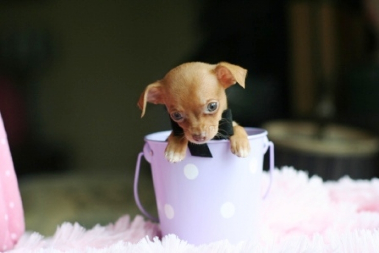 Illustration de l'article : Cute: Ces 30 chiens sont si petits qu'ils peuvent se cacher facilement dans des tasses!