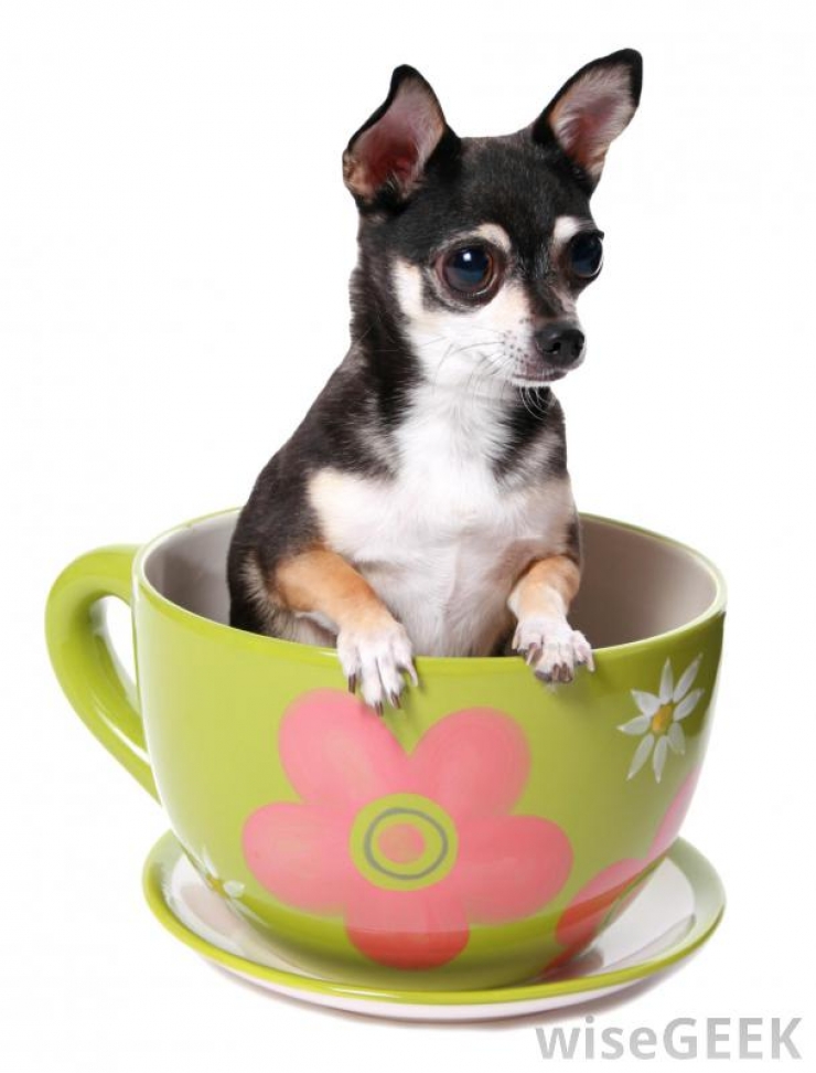 Illustration de l'article : Cute: Ces 30 chiens sont si petits qu'ils peuvent se cacher facilement dans des tasses!