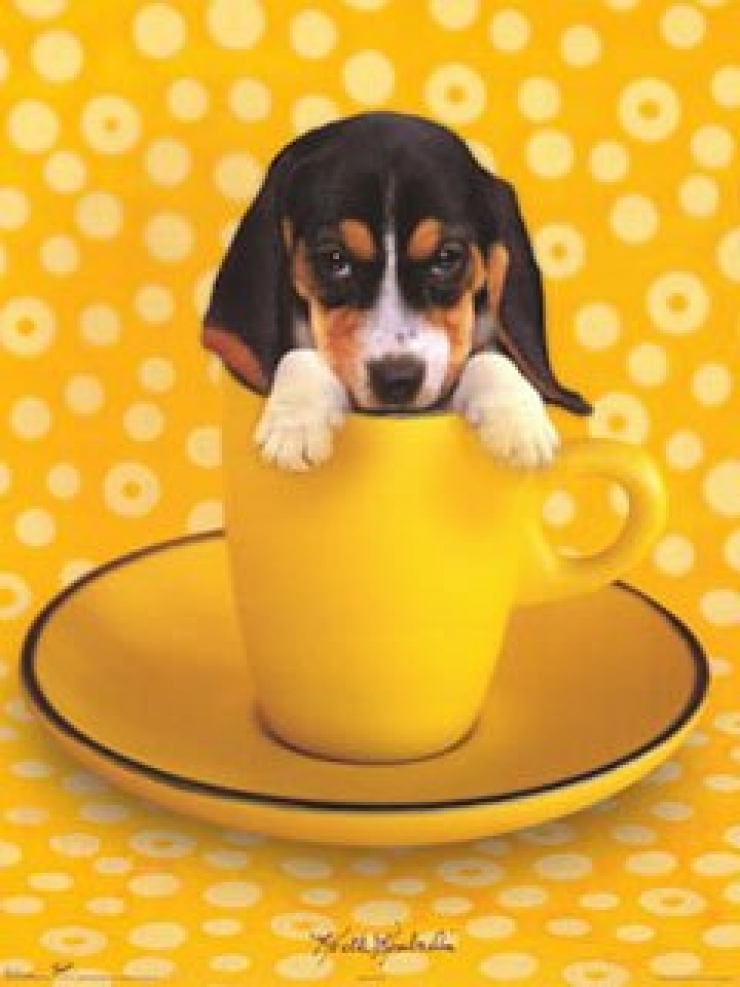 Illustration de l'article : Cute: Ces 30 chiens sont si petits qu'ils peuvent se cacher facilement dans des tasses!