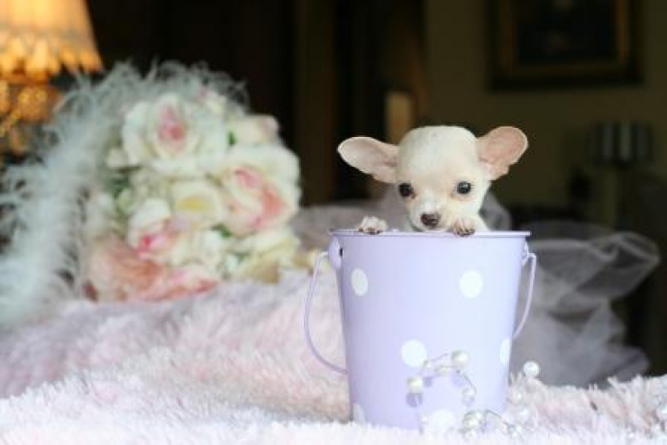 Illustration de l'article : Cute: Ces 30 chiens sont si petits qu'ils peuvent se cacher facilement dans des tasses!