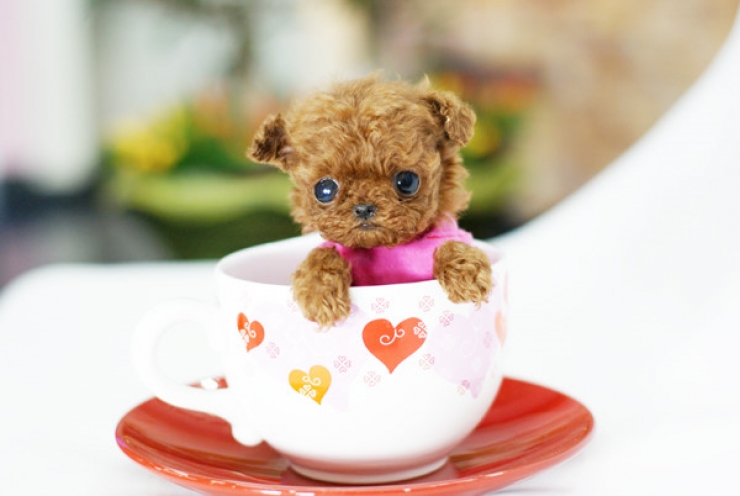 Illustration de l'article : Cute: Ces 30 chiens sont si petits qu'ils peuvent se cacher facilement dans des tasses!