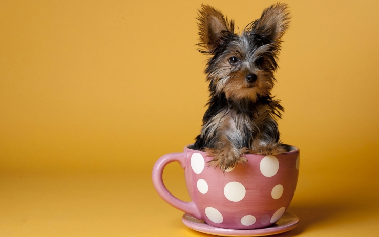Illustration de l'article : Cute: Ces 30 chiens sont si petits qu'ils peuvent se cacher facilement dans des tasses!