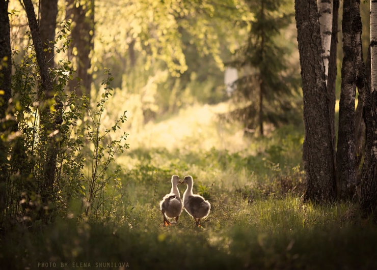 Illustration de l'article : Elle photographie ses enfants et les animaux de sa ferme ; d&eacute;couvrez 23 parmi les plus beaux clich&eacute;s r&eacute;alis&eacute;s par cette maman photographe