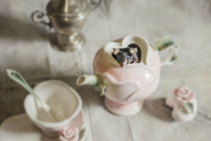 Illustration de l'article : Ces animaux de laboratoire ont &eacute;t&eacute; sauv&eacute;s et photographi&eacute;s dans des d&eacute;cors inspir&eacute;s d' "Alice au Pays des merveilles"