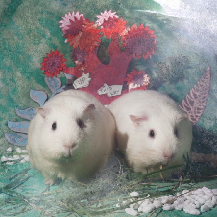 Illustration de l'article : Ces animaux de laboratoire ont &eacute;t&eacute; sauv&eacute;s et photographi&eacute;s dans des d&eacute;cors inspir&eacute;s d' "Alice au Pays des merveilles"