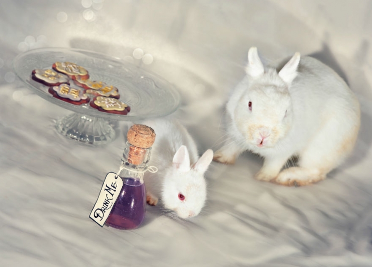 Illustration de l'article : Ces animaux de laboratoire ont &eacute;t&eacute; sauv&eacute;s et photographi&eacute;s dans des d&eacute;cors inspir&eacute;s d' "Alice au Pays des merveilles"