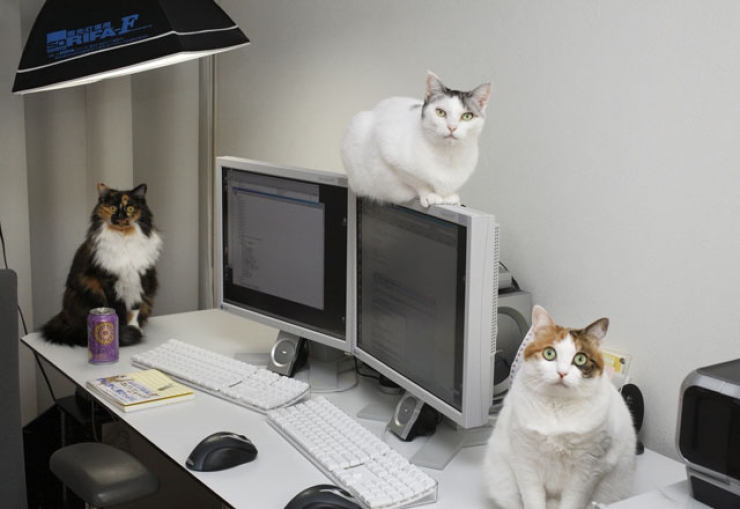 Illustration de l'article : Avoir une prime si l'on vient travailler avec son chat ? C'est le cas dans cette entreprise japonaise !