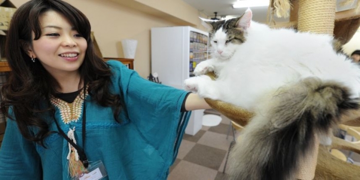 Illustration de l'article : Avoir une prime si l'on vient travailler avec son chat ? C'est le cas dans cette entreprise japonaise !