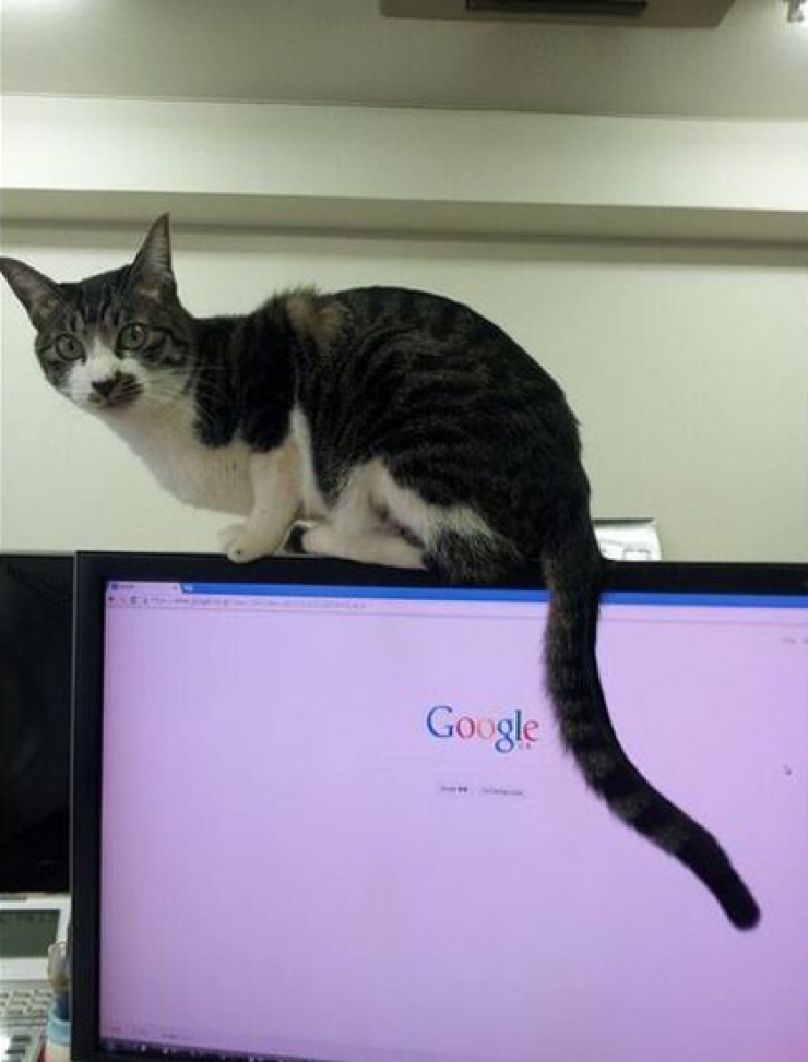 Illustration de l'article : Avoir une prime si l'on vient travailler avec son chat ? C'est le cas dans cette entreprise japonaise !