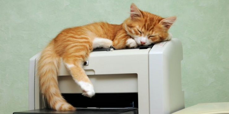 Illustration de l'article : Avoir une prime si l'on vient travailler avec son chat ? C'est le cas dans cette entreprise japonaise !