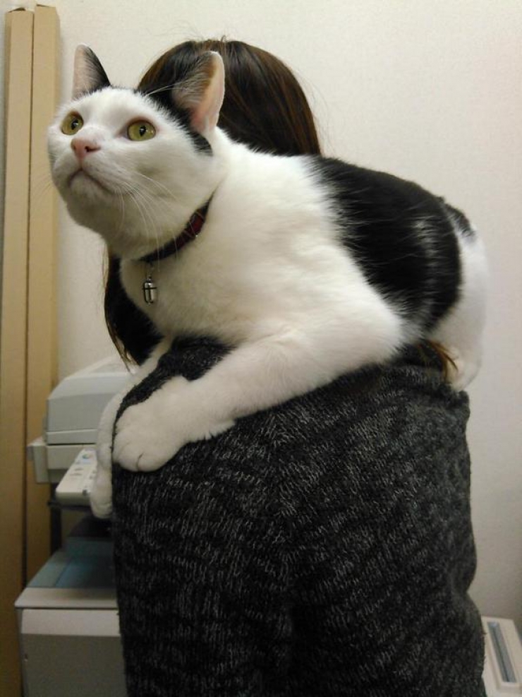 Illustration de l'article : Avoir une prime si l'on vient travailler avec son chat ? C'est le cas dans cette entreprise japonaise !