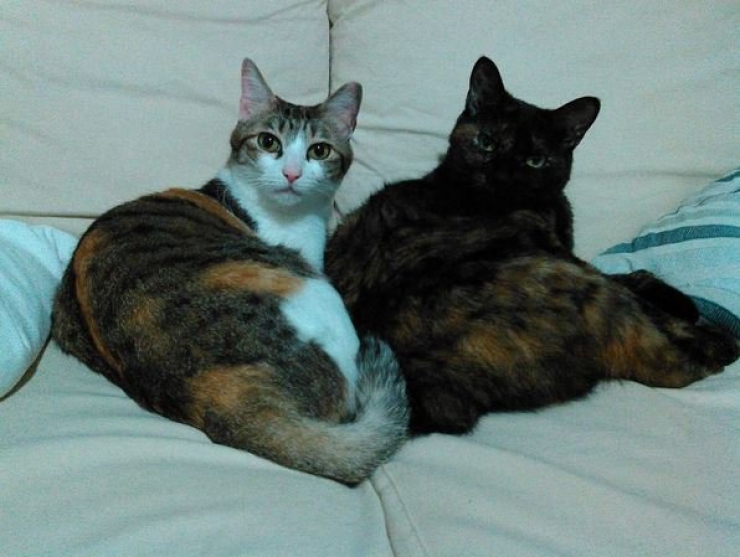 Illustration de l'article : Avoir une prime si l'on vient travailler avec son chat ? C'est le cas dans cette entreprise japonaise !