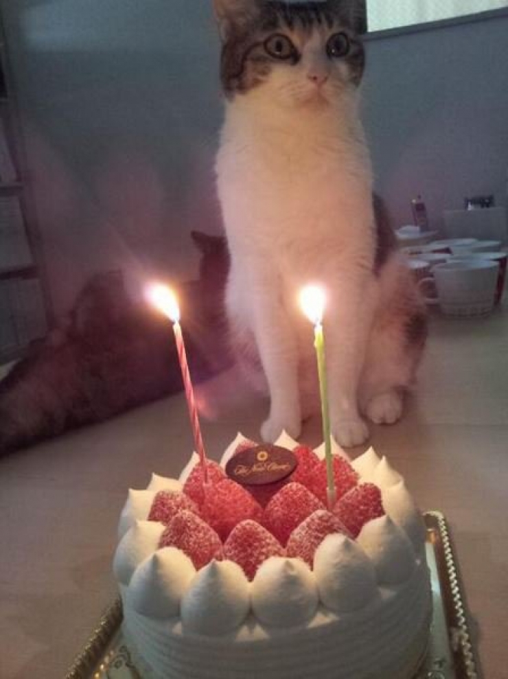 Illustration de l'article : Avoir une prime si l'on vient travailler avec son chat ? C'est le cas dans cette entreprise japonaise !