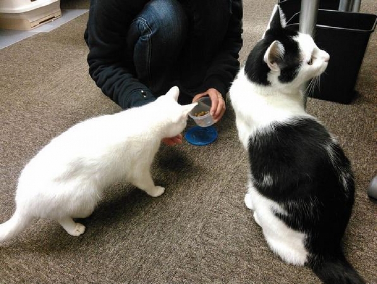 Illustration de l'article : Avoir une prime si l'on vient travailler avec son chat ? C'est le cas dans cette entreprise japonaise !