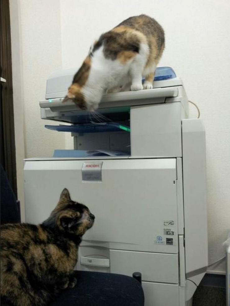 Illustration de l'article : Avoir une prime si l'on vient travailler avec son chat ? C'est le cas dans cette entreprise japonaise !