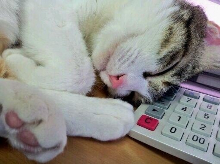 Illustration de l'article : Avoir une prime si l'on vient travailler avec son chat ? C'est le cas dans cette entreprise japonaise !